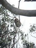 Koala at Kenneth River, GOR: by thomasz, Views[353]