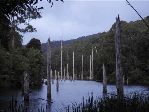 The dead trees of Lake Elizabeth, GO NP