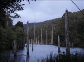 The dead trees of Lake Elizabeth, GO NP: by thomasz, Views[299]