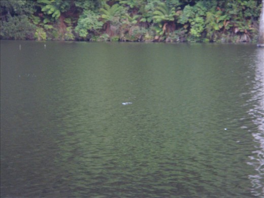 A platypus (!), you can just see its head & beak. GO NP