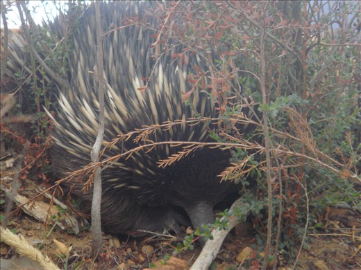 Echidna, Grampians NP