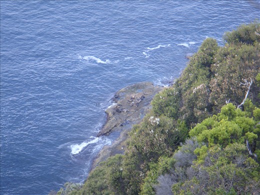 Seals having a rest, Cape Bridgewater