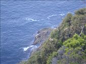Seals having a rest, Cape Bridgewater: by thomasz, Views[410]