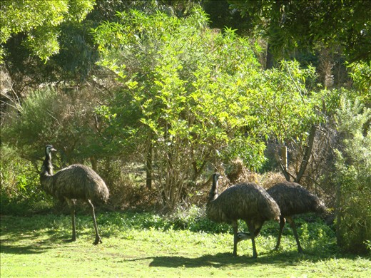 Emus at Tower Hill Reserve (inactive crater)