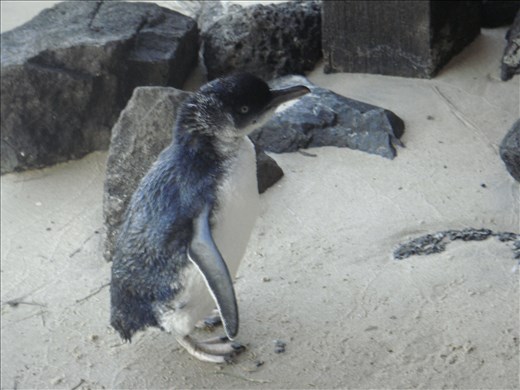Penguin