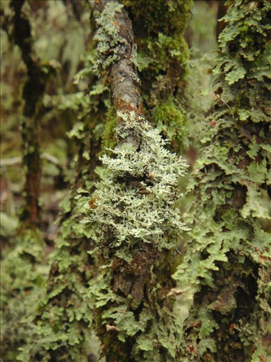 Lichen