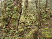 Lichen and mosses: by thomasz, Views[388]