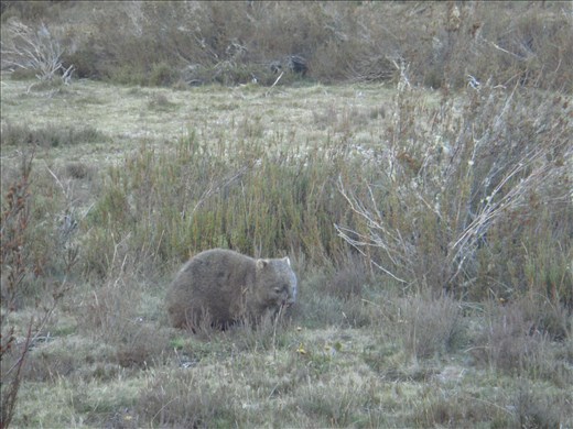 Wombat at Cradle Valley