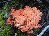 Red Coral Fungus: by thomasz, Views[1247]
