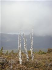 Ancient dead trees: by thomasz, Views[213]