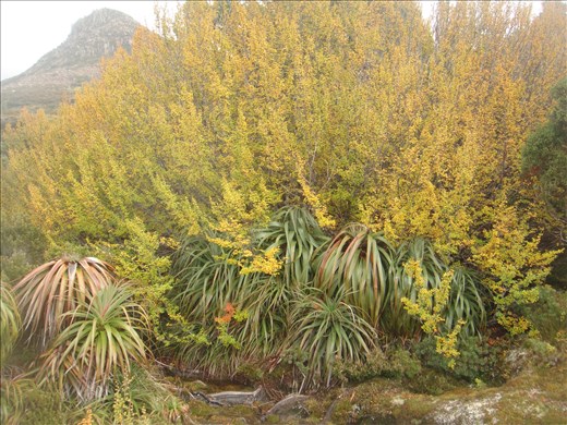 Pandani, fagus and Mt. Doris