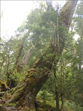 Crooked giant: by thomasz, Views[326]