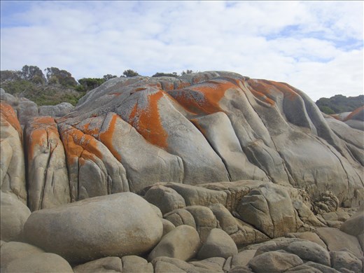 Lichen on a wave-shaped rock, Humbug Point