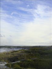 Dune vegetation and painted clouds, Bay of Fires: by thomasz, Views[406]