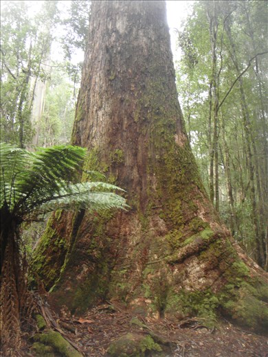Tallest flowering plant in the world (swamp gum), Mt. Field NP