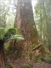 Tallest flowering plant in the world (swamp gum), Mt. Field NP: by thomasz, Views[1261]