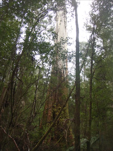 This one is 80m (!) tall