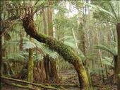 Fern trees in the rainforest, Mt. Field NP: by thomasz, Views[387]