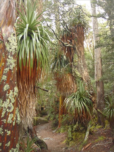 Pandani grove, Mt. Field NP