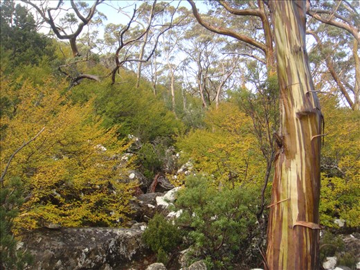 Fagus & blue gum