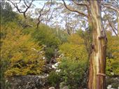 Fagus & blue gum: by thomasz, Views[323]