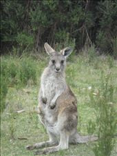 Young joey: by thomasz, Views[418]