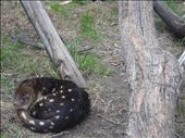 Spotted quoll: by thomasz, Views[407]