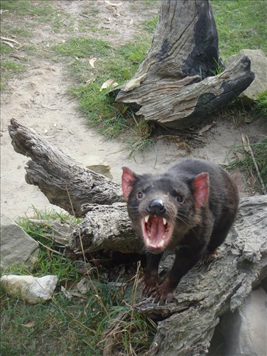 Tasmanian devil