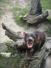 Tasmanian devil: by thomasz, Views[360]