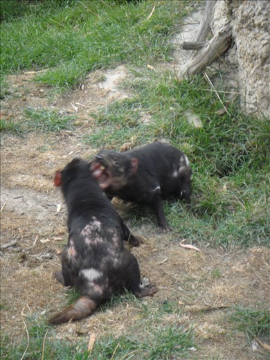 Devils having an argument