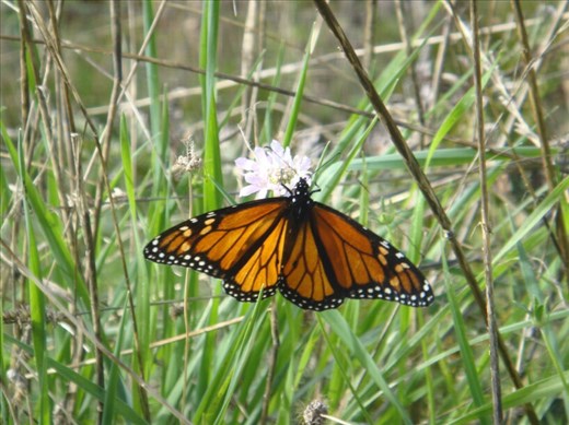 Monarch butterfly, SA
