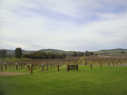 Yacob's Creek, wine tasting in the Barossa, SA