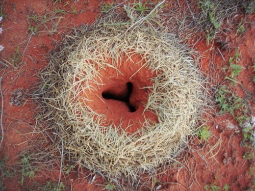 Anthill
