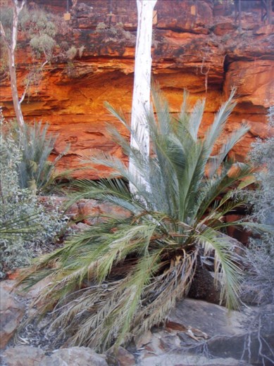 The Garden of Eden, Kings Canyon, NT
