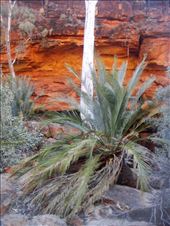 The Garden of Eden, Kings Canyon, NT: by thomasz, Views[138]