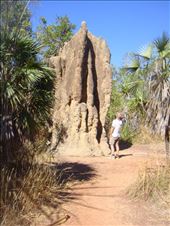 Cathedral Termite Mound, Litchfield NP: by thomasz, Views[195]