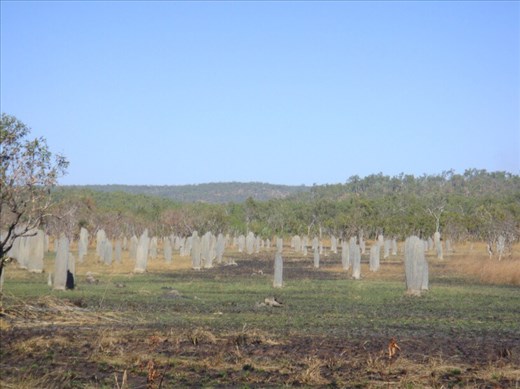 Magnetic Termite Mounds, Litchfield NP, NT