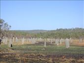 Magnetic Termite Mounds, Litchfield NP, NT: by thomasz, Views[175]