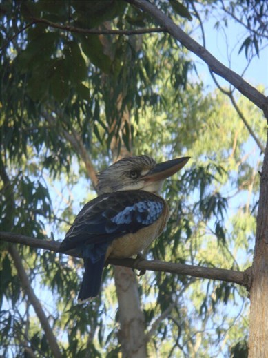 Kookaburra, Nitmiluk NP