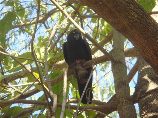 Currawong eating a Flying Fox, Nitmiluk NP