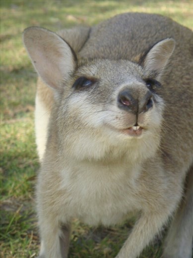 'Gimme a kis', Nitmiluk NP 