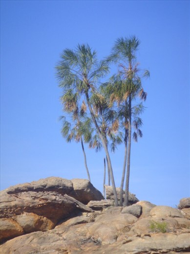 Lonely palm trees, Nitmiluk NP