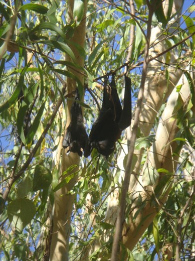 Flying Foxes, Nitmiluk NP