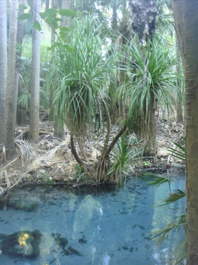 Hot springs, Mataranka, NT