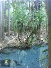 Hot springs, Mataranka, NT: by thomasz, Views[146]