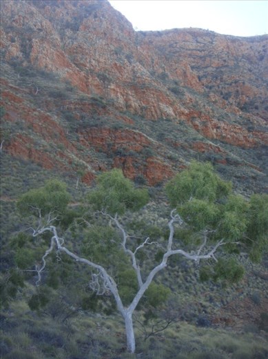 Tree dwarfed by the gorge, West MacDonnall Ranges