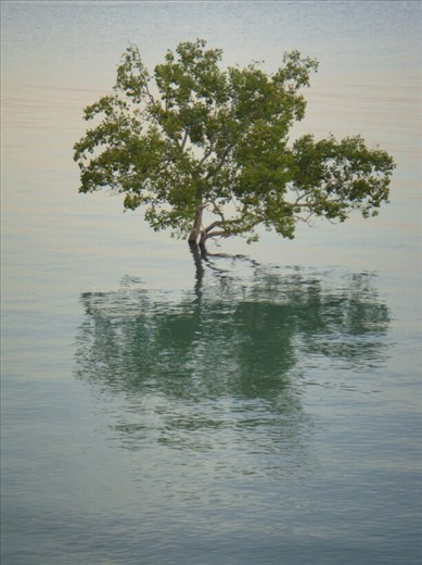 Mangrove, East Point Reserve, Darwin