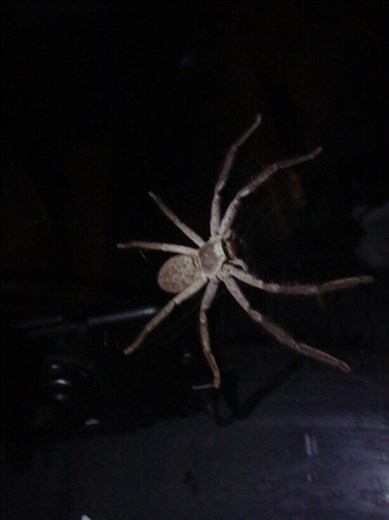 Huntsman on the car (the size of our GPS), Darwin