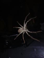 Huntsman on the car (the size of our GPS), Darwin: by thomasz, Views[406]