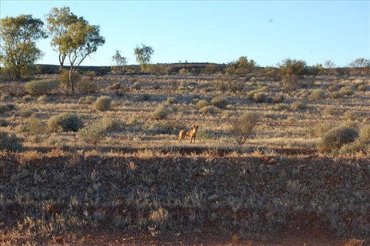 Dingo, NT
